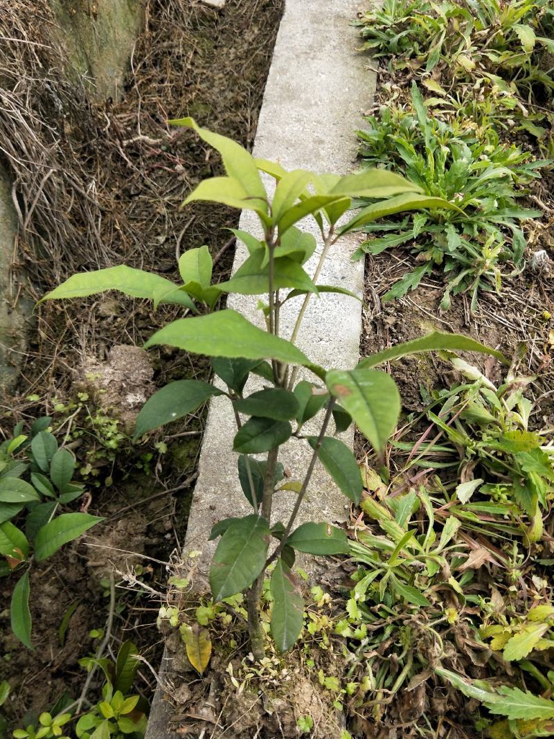 四季桂小苗杆子粗成活率高叶面清秀移栽苗