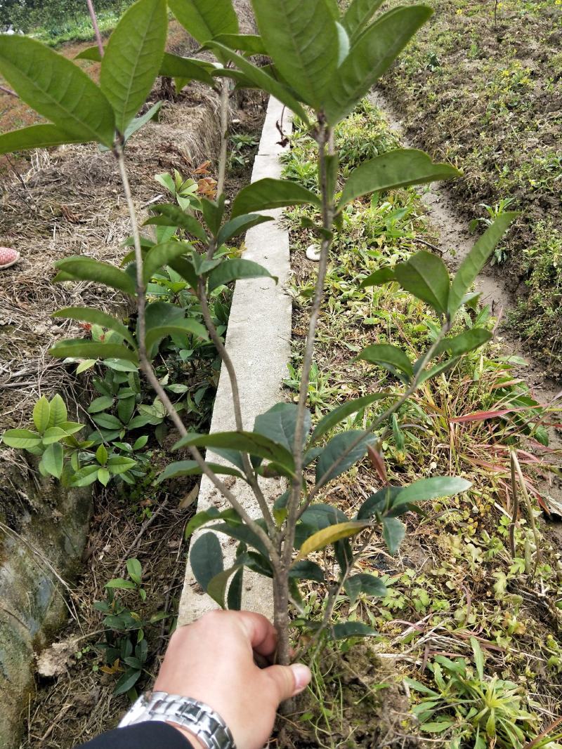 四季桂小苗杆子粗成活率高叶面清秀移栽苗