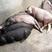 太湖母猪、发情早，产仔多，抗病力强，包健康，包成活