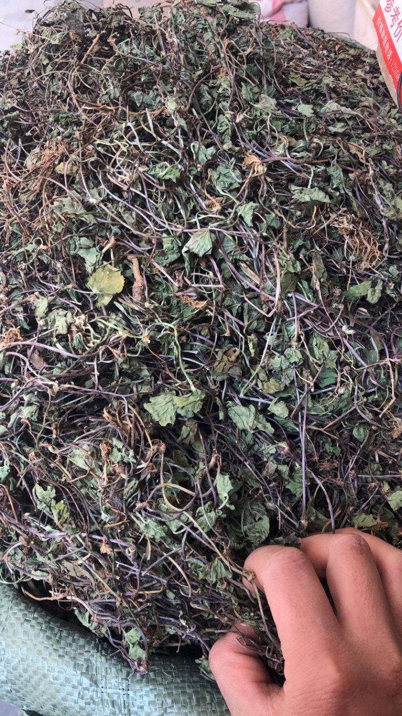 中药材雷公根枳雪草蹦大碗新货青绿色好货