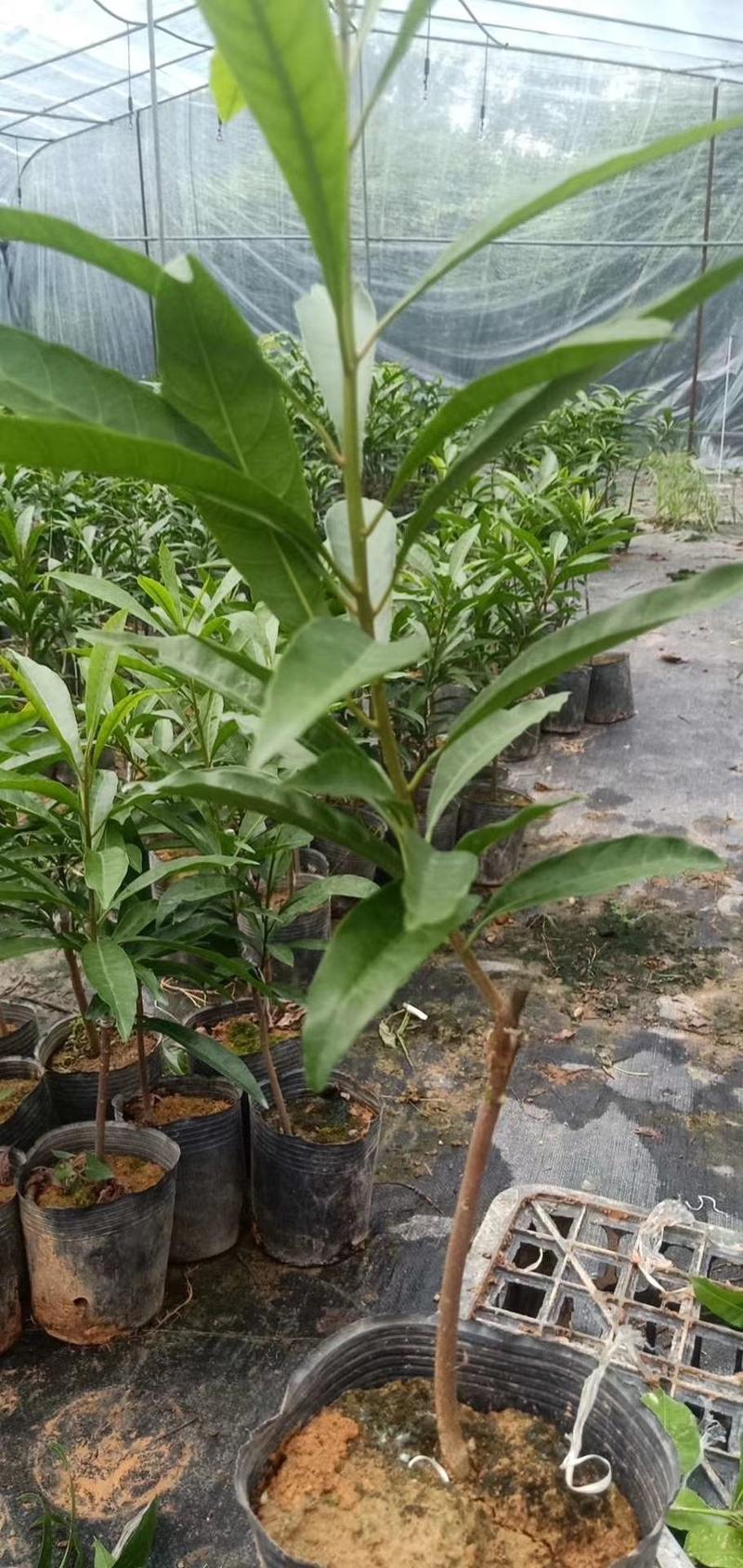 新品种台湾耀糖木瓜仙桃苗蛋黄果树苗带土带叶发货正品嫁接苗
