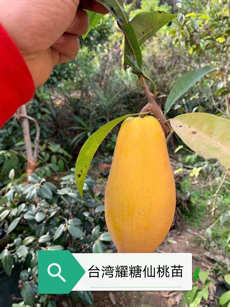 新品种台湾耀糖木瓜仙桃苗蛋黄果树苗带土带叶发货正品嫁接苗