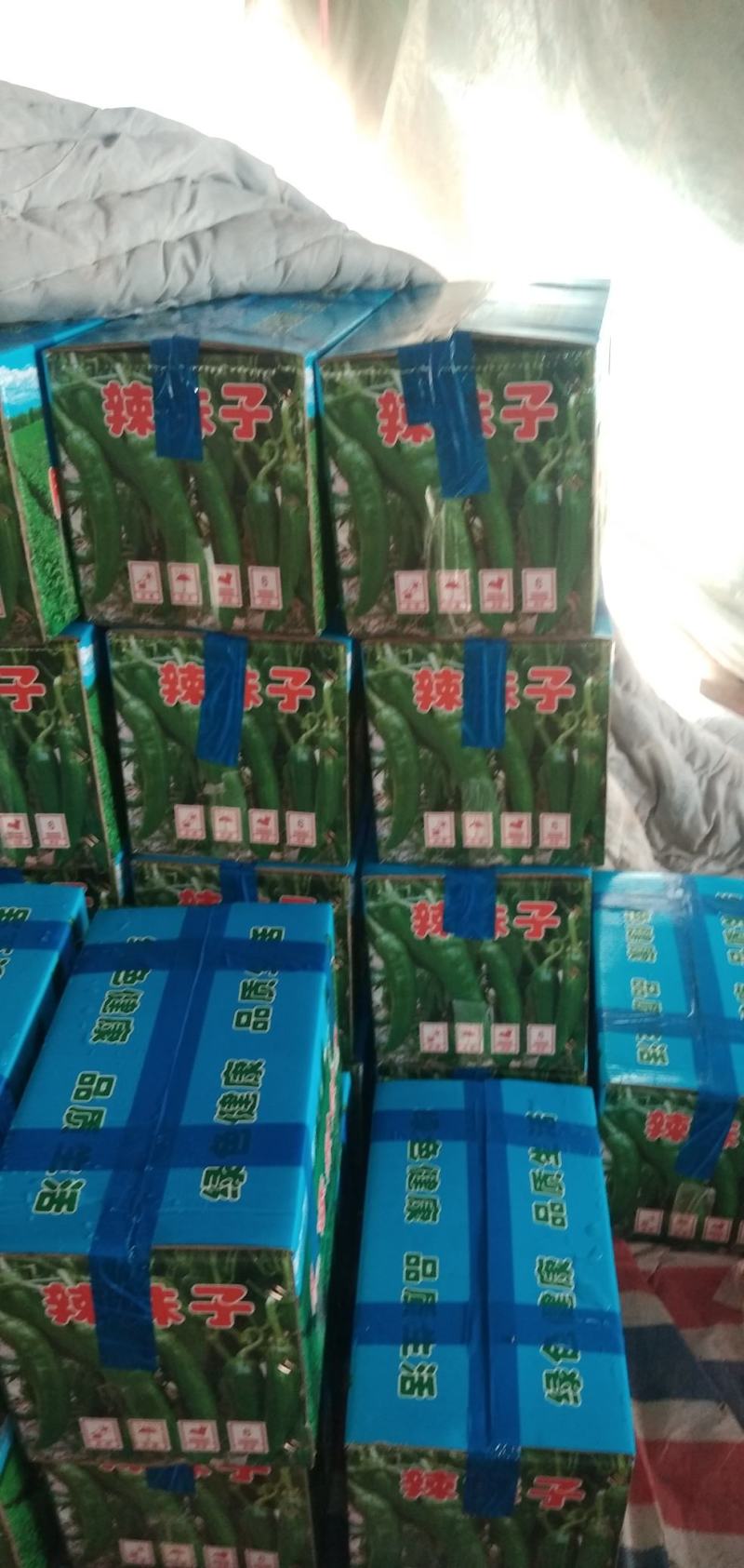 精品辣椒，辣妹子尖椒10~15厘米青中辣量大优良