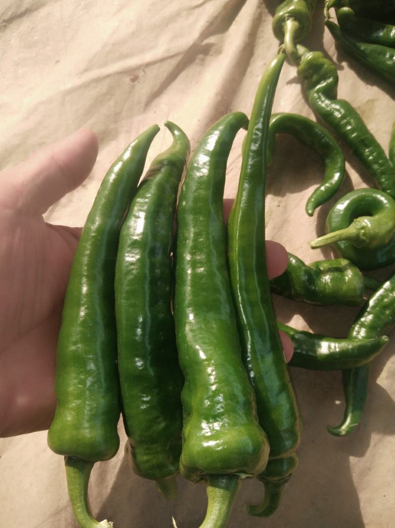 精品辣椒，辣妹子尖椒10~15厘米青中辣量大优良