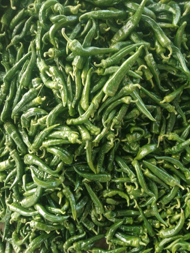 精品辣椒，辣妹子尖椒10~15厘米青中辣量大优良