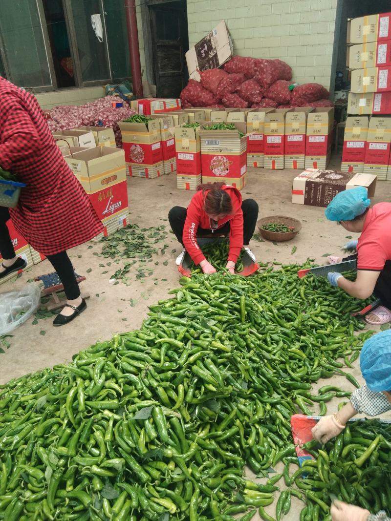 精品辣椒，辣妹子尖椒10~15厘米青中辣量大优良