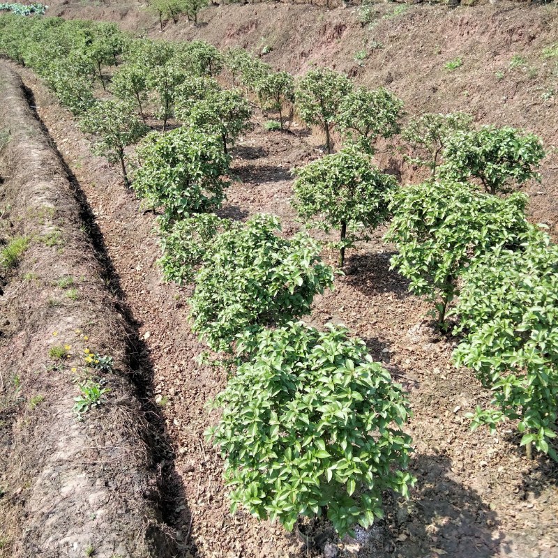 三角梅地被，三角梅小笼子，地笼子三角梅高40~50cm