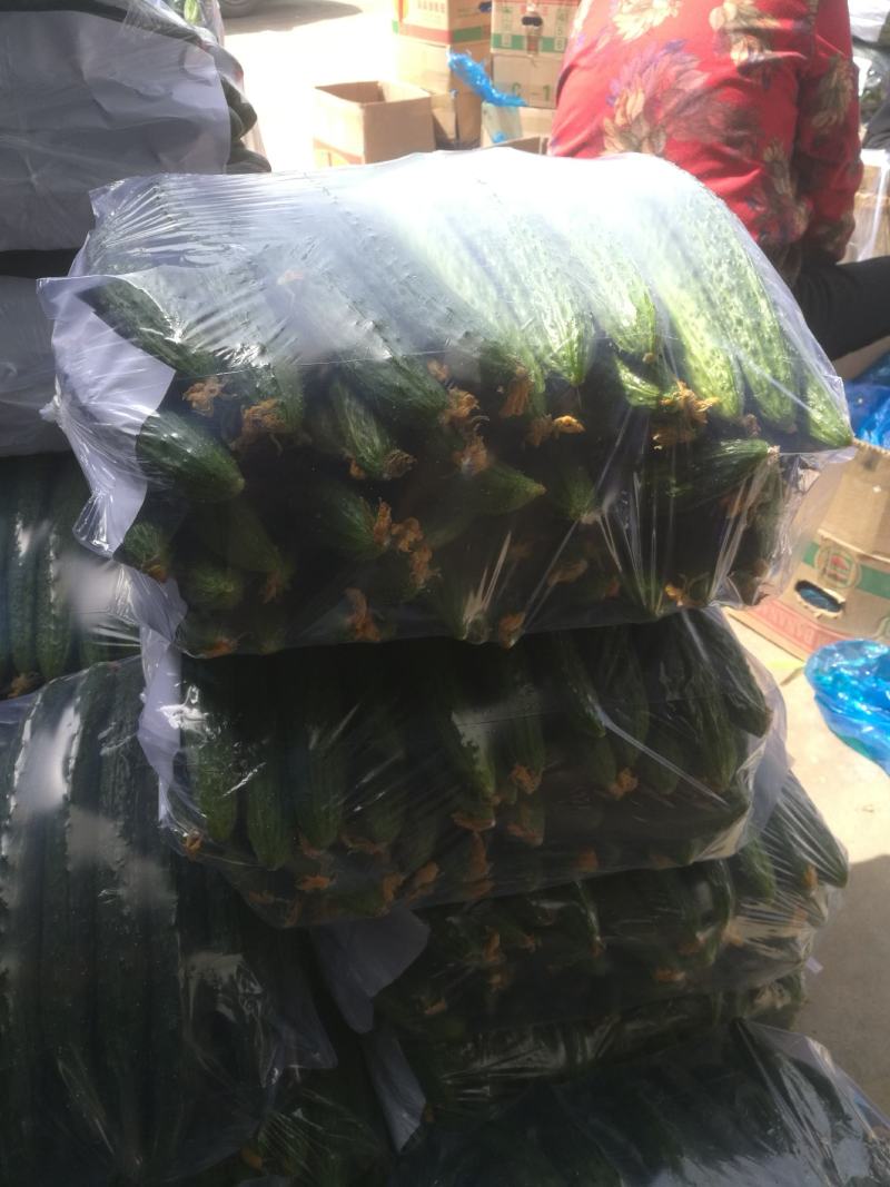 河南省高科农副产品瓜果蔬菜种植产业种植基地。