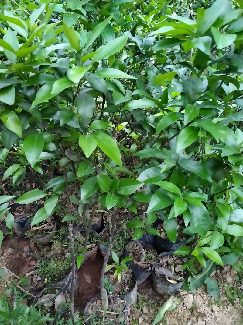 沃柑苗：嫁接苗，叶色亮丽，根系发达。结果产量高！