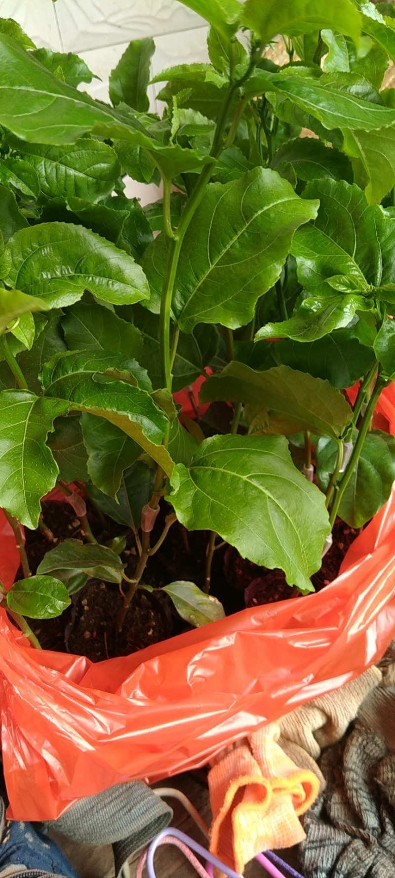 蜂蜜味百香果嫁接苗：种植几个月就挂果，果肉饱满，蜜甜蜜甜