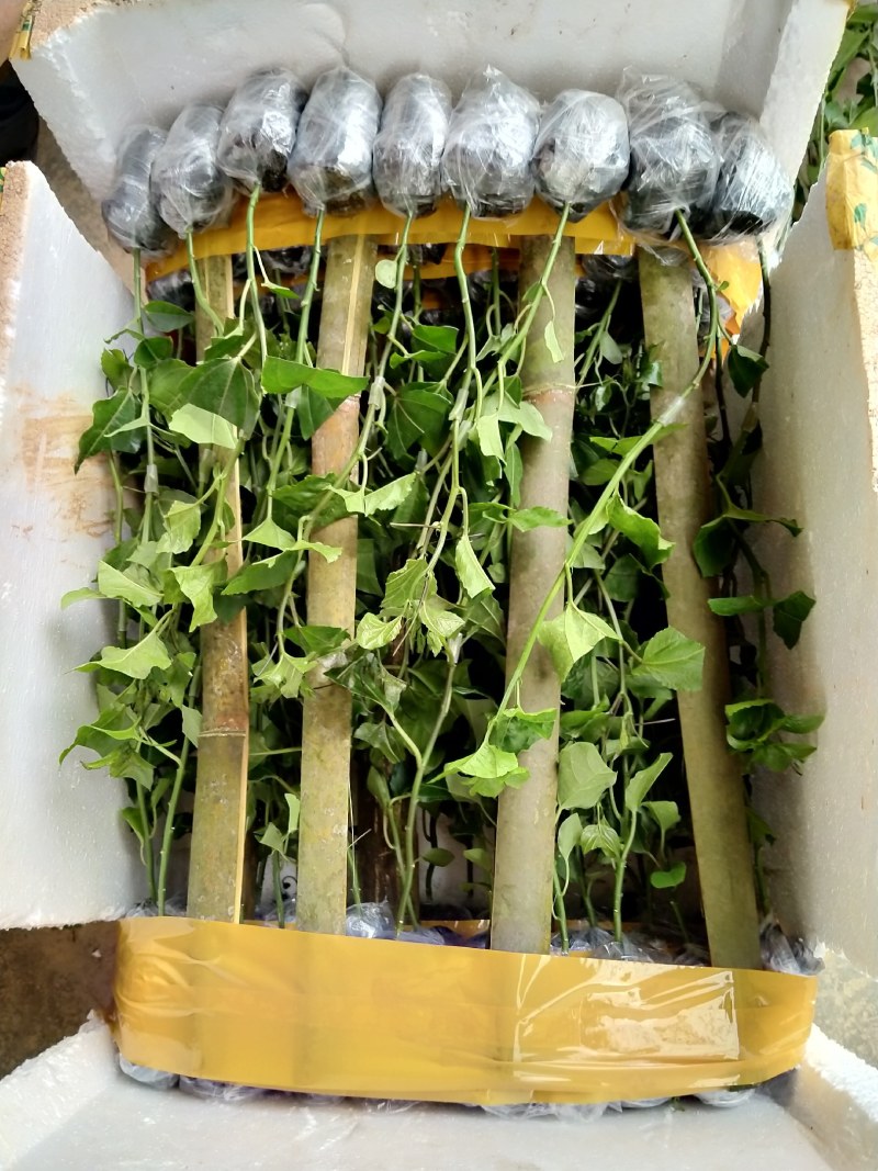 蜂蜜味百香果嫁接苗：种植几个月就挂果，果肉饱满，蜜甜蜜甜