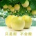 蜂蜜味百香果嫁接苗：种植几个月就挂果，果肉饱满，蜜甜蜜甜