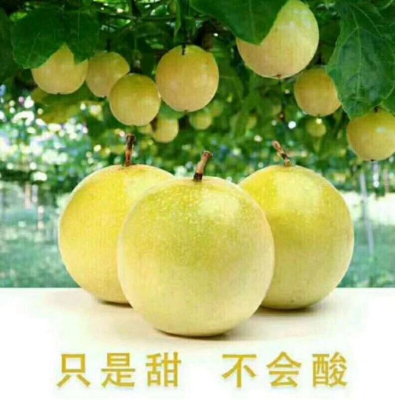 蜂蜜味百香果嫁接苗：种植几个月就挂果，果肉饱满，蜜甜蜜甜