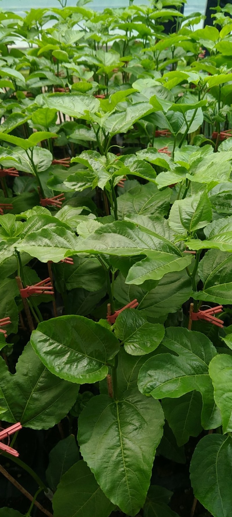 蜂蜜味百香果嫁接苗：种植几个月就挂果，果肉饱满，蜜甜蜜甜