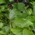 蜂蜜味百香果嫁接苗：种植几个月就挂果，果肉饱满，蜜甜蜜甜