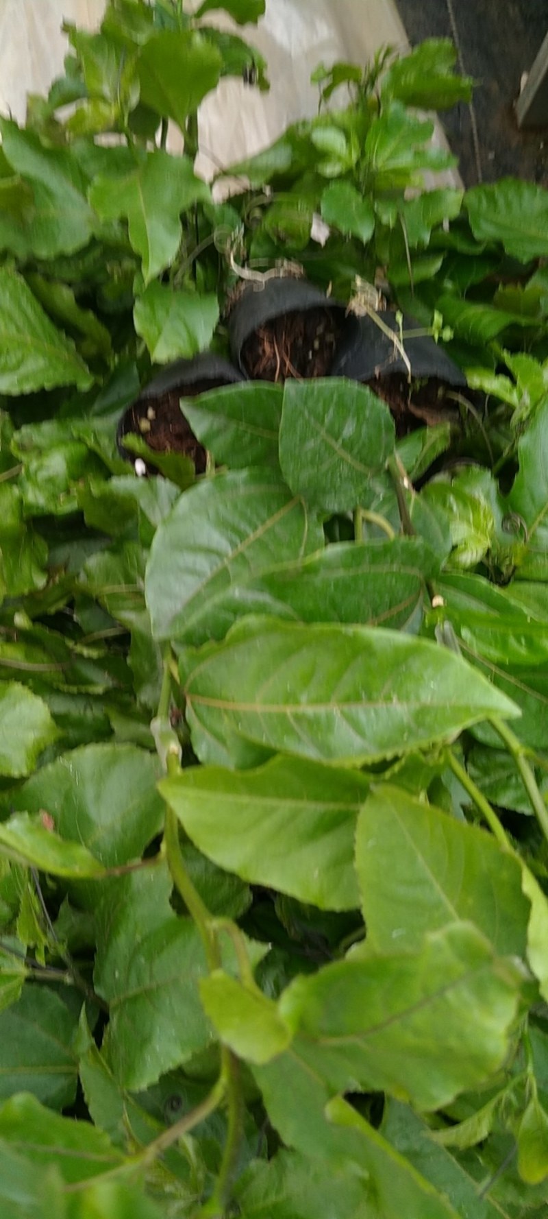 蜂蜜味百香果嫁接苗：种植几个月就挂果，果肉饱满，蜜甜蜜甜