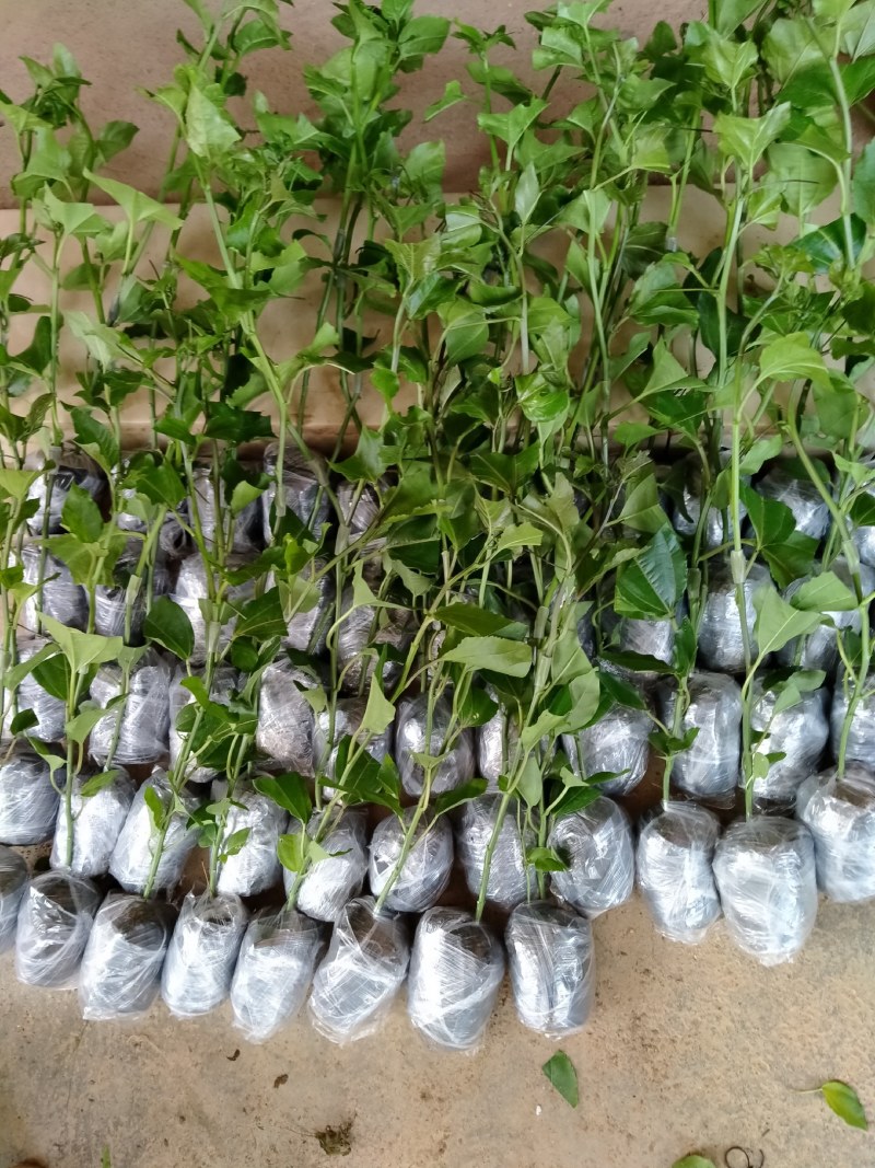 蜂蜜味百香果嫁接苗：种植几个月就挂果，果肉饱满，蜜甜蜜甜