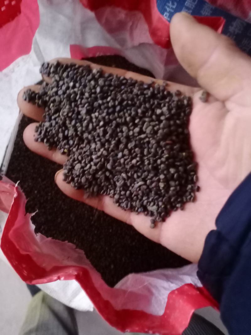 出售黄芪种子数量有限