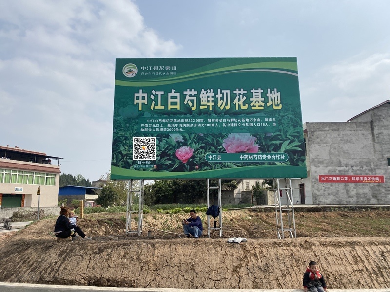 芍药鲜切花花骨朵重瓣芍药四川中江单瓣芍药