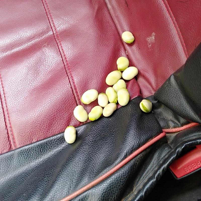 大白胡豆大量供应欢迎各位老板前来