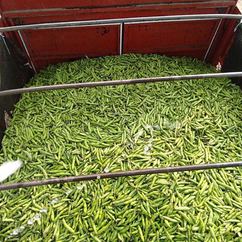 大白胡豆大量供应欢迎各位老板前来
