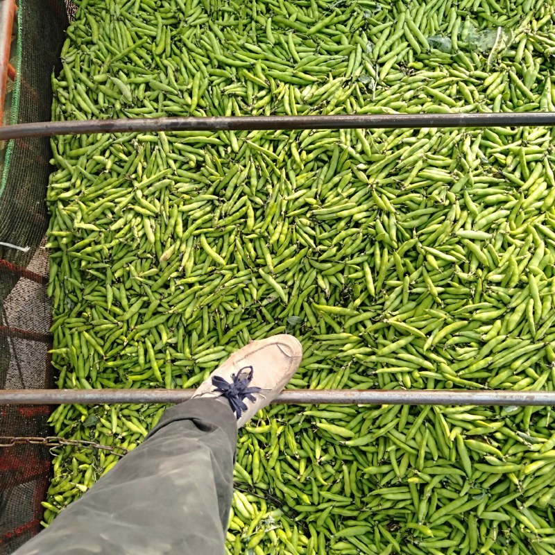 大白胡豆大量供应欢迎各位老板前来