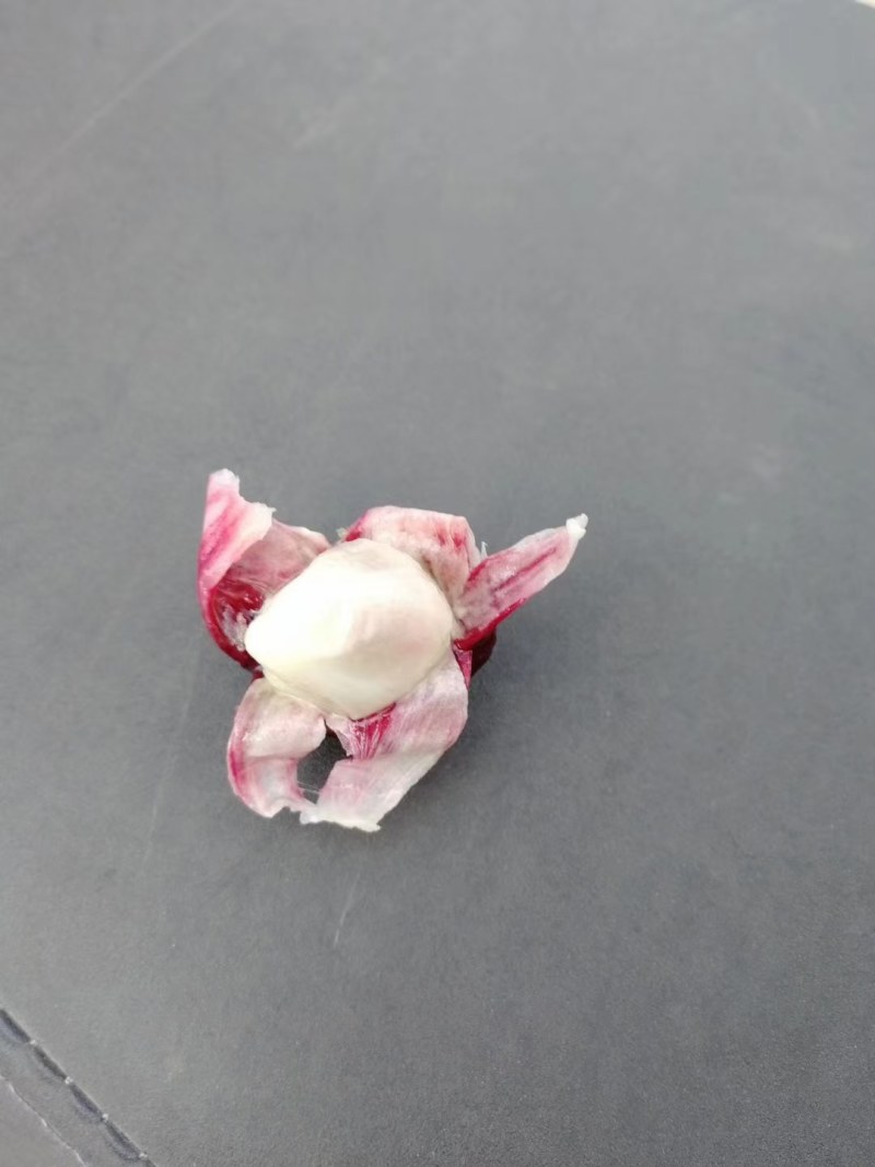 黑老虎苗：又叫长寿果，营养价值高，对人体益处多多！