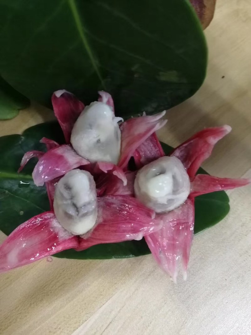 黑老虎苗：又叫长寿果，营养价值高，对人体益处多多！