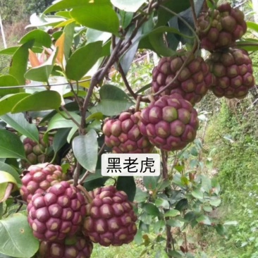 黑老虎苗：又叫长寿果，营养价值高，对人体益处多多！