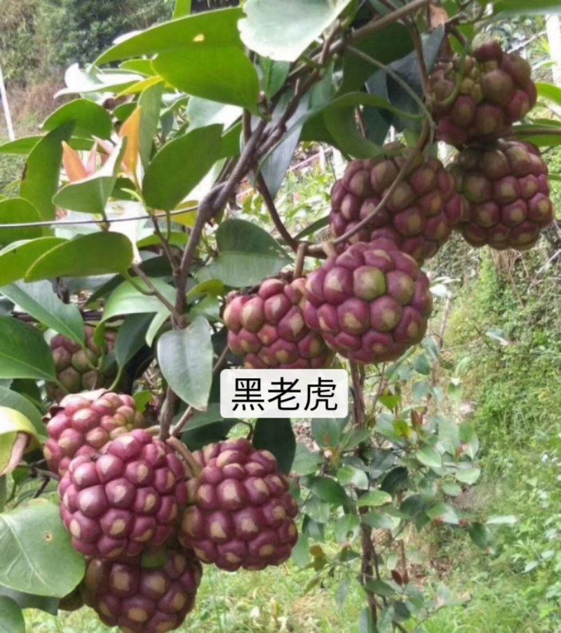 黑老虎苗：又叫长寿果，营养价值高，对人体益处多多！