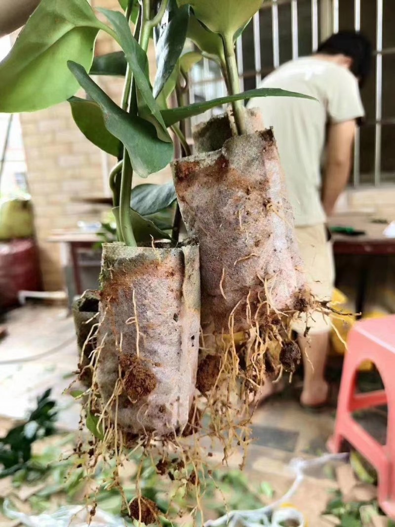 黑老虎苗：又叫长寿果，营养价值高，对人体益处多多！