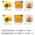 黄金百香果嫁接苗，种植几个月挂果，果子香甜！量大批发价！