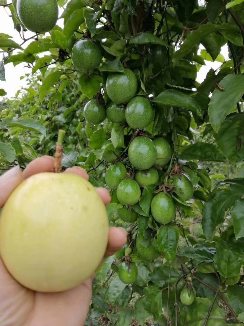 黄金百香果嫁接苗，种植几个月挂果，果子香甜！量大批发价！