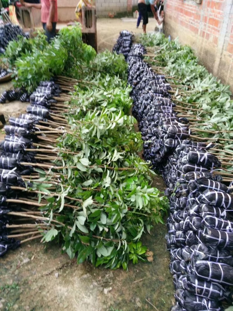 无核荔枝嫁接苗，品种纯正，3、4年苗都有，量大批发价！