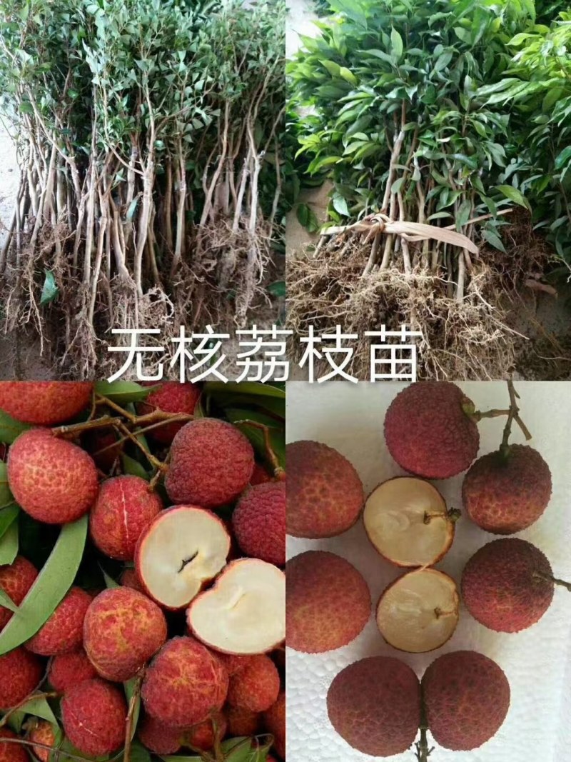 无核荔枝嫁接苗，品种纯正，3、4年苗都有，量大批发价！