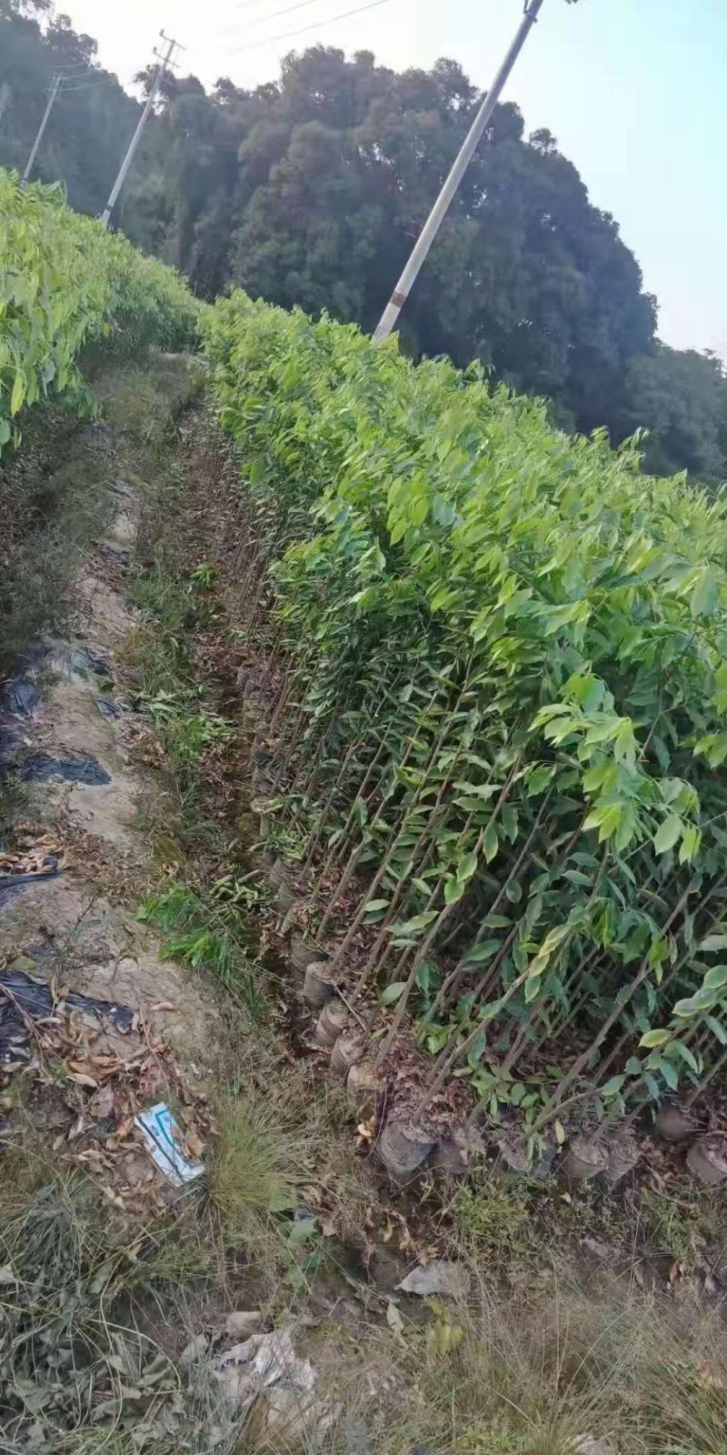 沉香树杯苗：沉香树全身都是宝！价值非常高！