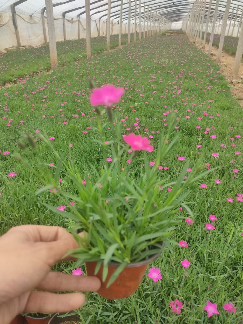 优质角堇，三色堇大量上市，多种颜色。欢迎咨询