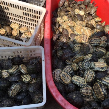 🐢类，巴西龟，草龟，老甲鱼，各种品种欢迎咨询