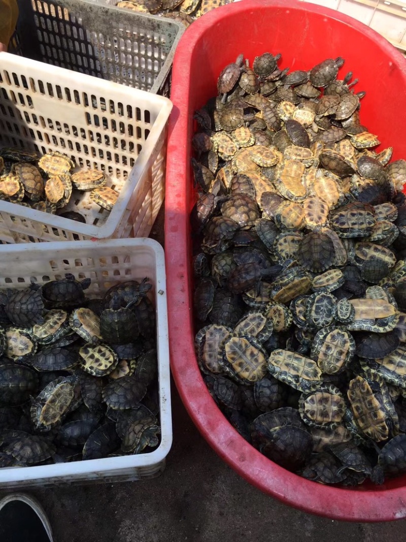 🐢类，巴西龟，草龟，老甲鱼，各种品种欢迎咨询