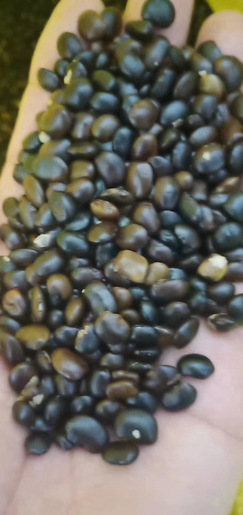 国槐种子一级籽发芽率百分之九十五以上的纯新种子