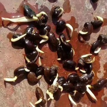 国槐种子一级籽发芽率百分之九十五以上的纯新种子