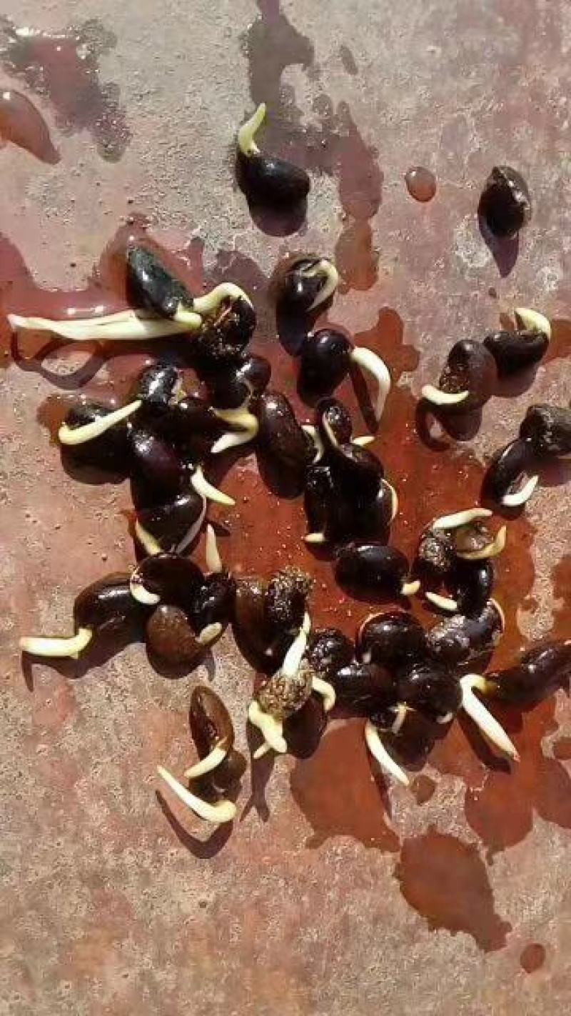 国槐种子一级籽发芽率百分之九十五以上的纯新种子