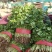 精品香菜巨大量上市日供10万斤
