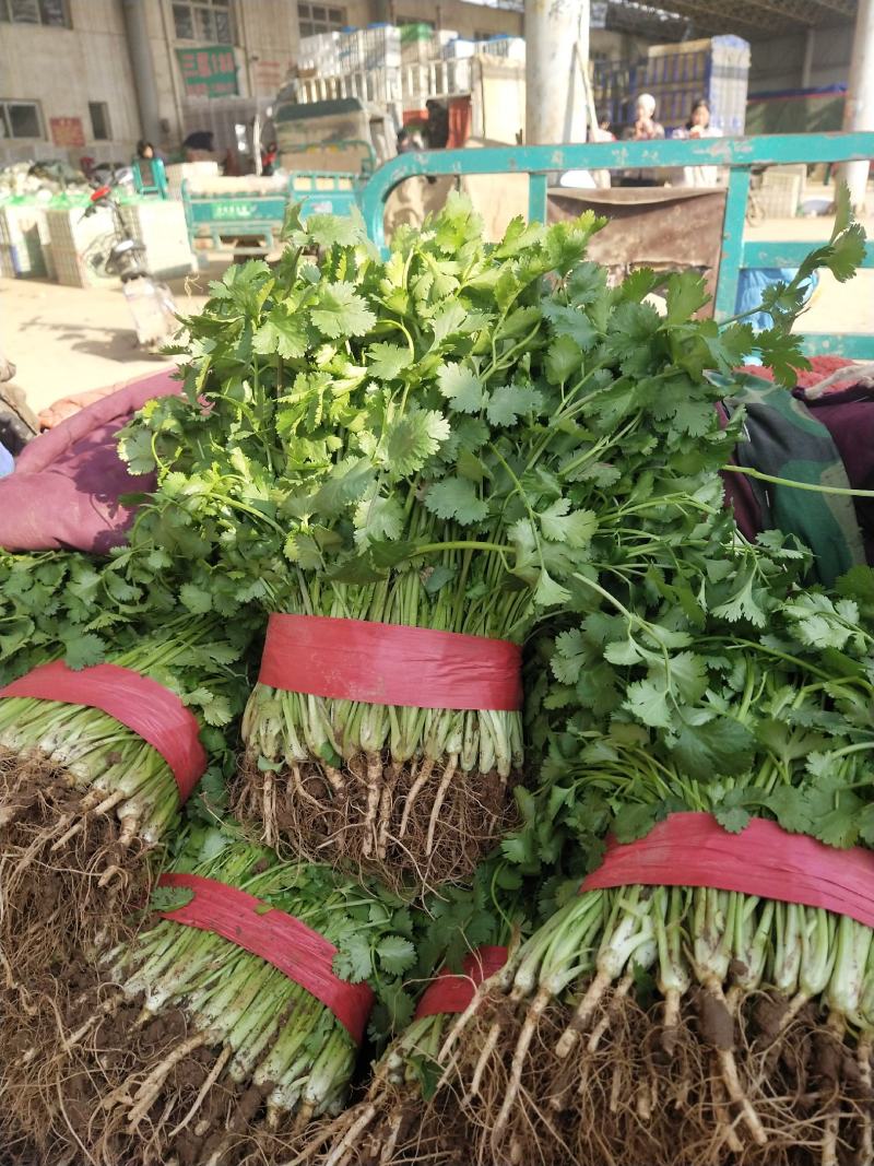 精品香菜巨大量上市日供10万斤