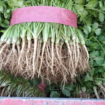 精品香菜巨大量上市日供10万斤
