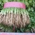 精品香菜巨大量上市日供10万斤