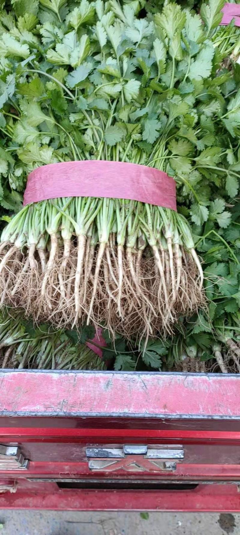 精品香菜巨大量上市日供10万斤