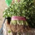 精品香菜巨大量上市日供10万斤