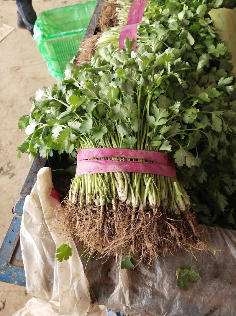 精品香菜巨大量上市日供10万斤