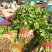 精品香菜巨大量上市日供10万斤